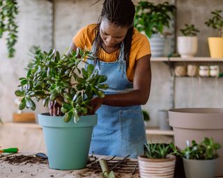 A woman wearing a denim apron and orange short sleeve T-shirt potting up a large jade plant on table
