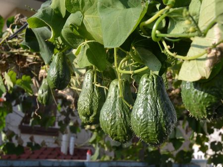 Green Chayote Vegetables