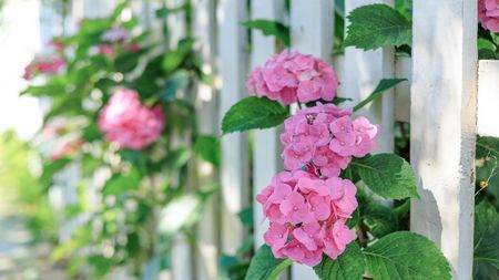 Hydrangea, picket fence