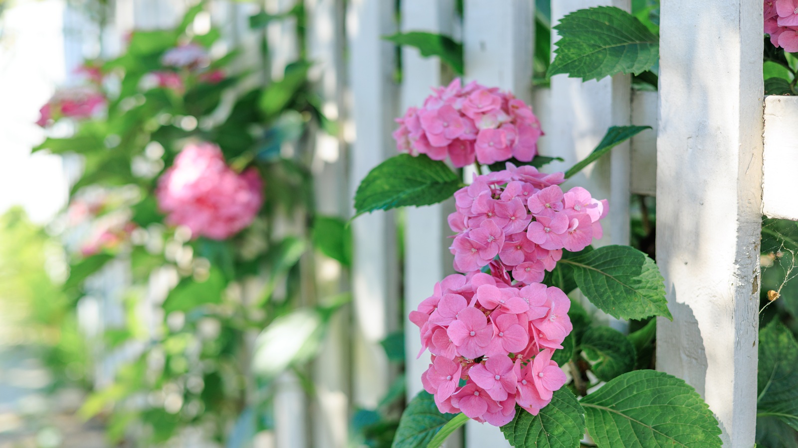 Hydrangea, picket fence