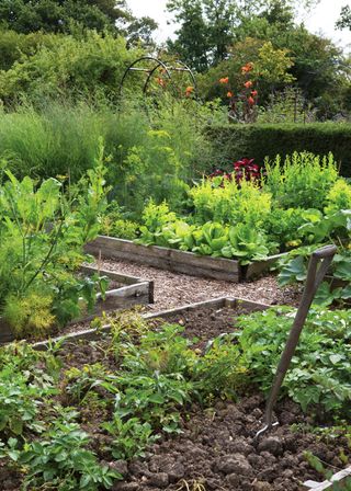 organic gardening: raised beds