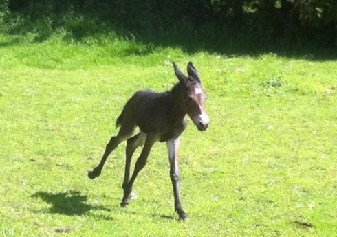 aerodynamic mule
