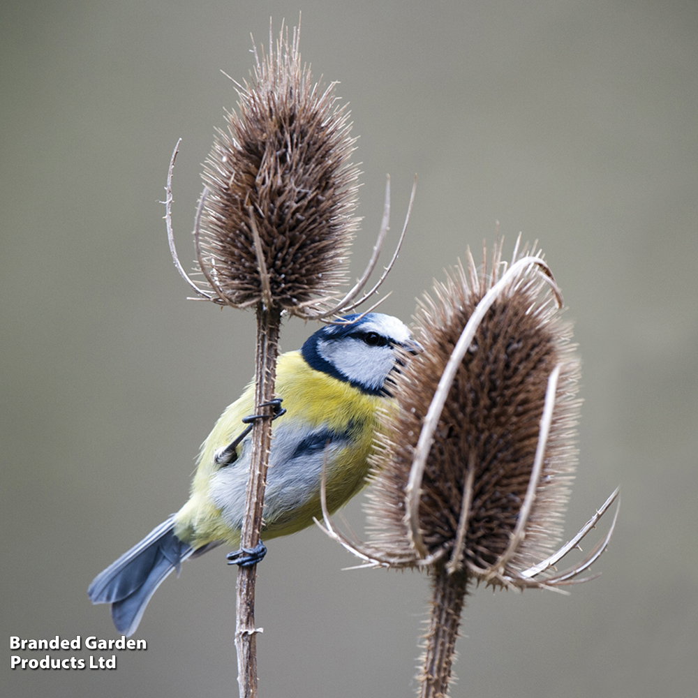 Teasel - Seeds