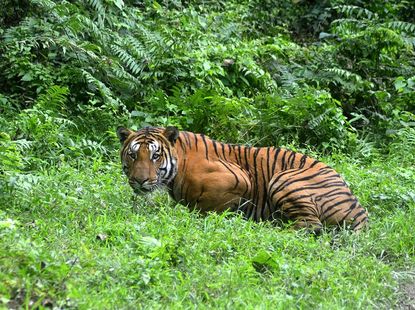 A Bengal tiger in the wild.