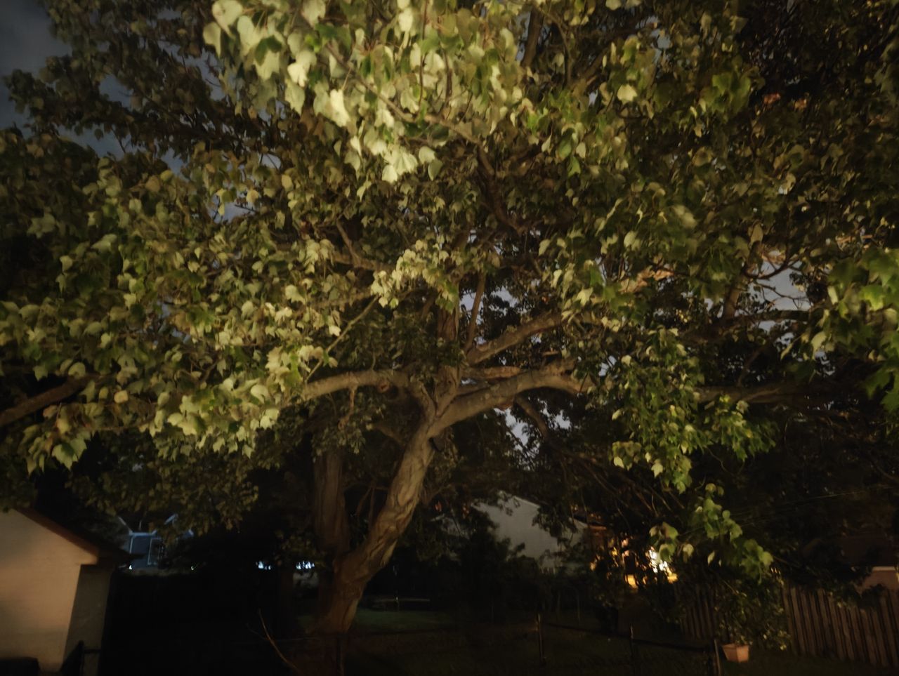 OnePlus Open low light sample.