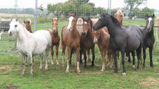 Redwings-rescue-case.jpg