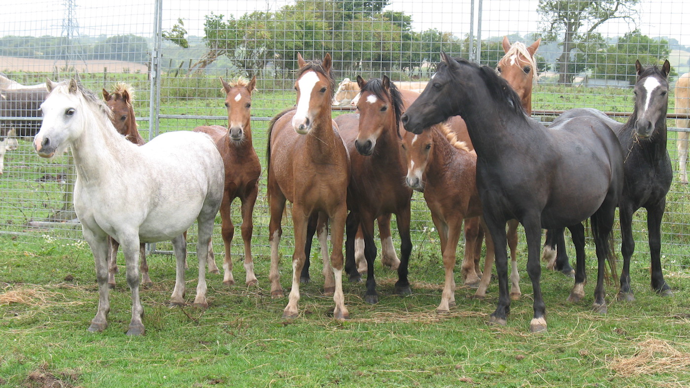 Redwings-rescue-case.jpg
