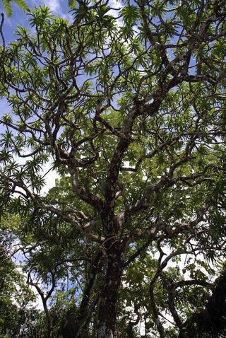 kaweesak dragon tree in thailand