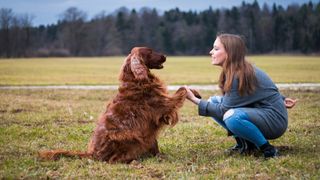 Dog training