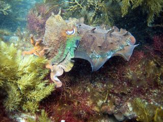 Camouflaged giant Australian cuttlefish.