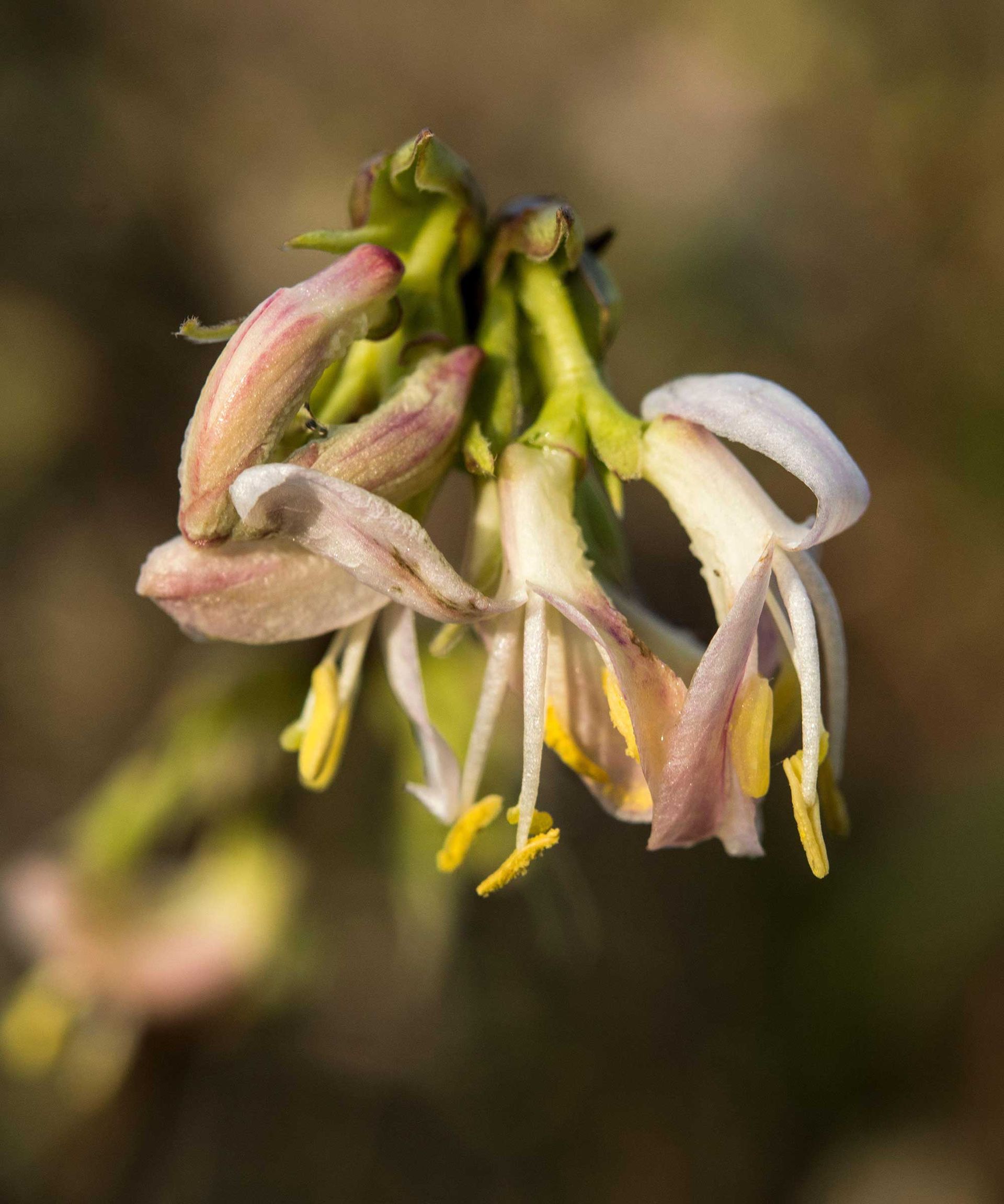 Types Of Honeysuckle: 10 Beautiful Varieties For Your Garden | Gardeningetc