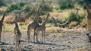 A male giraffe mates with a female giraffe at Namibia's Etosha National Park.