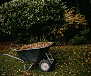 A Fall lawn with fallen orange leaves with a wheelbarrow full of collected leaves