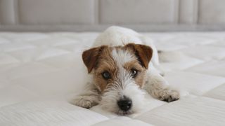 A dog lying on top of a mattress with his nose right by the bed