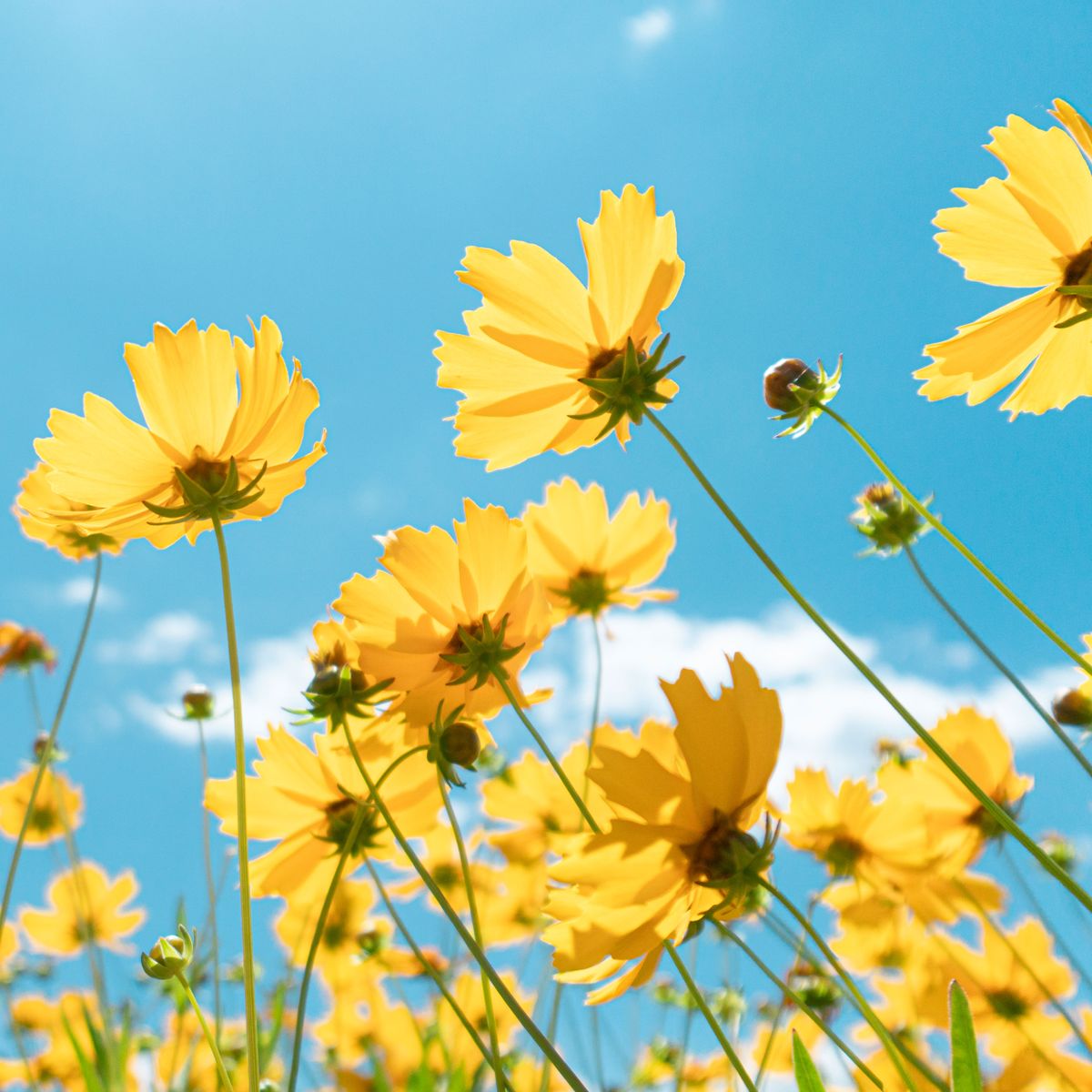 9 Unique Yellow Flowers For A Garden Filled With Gold