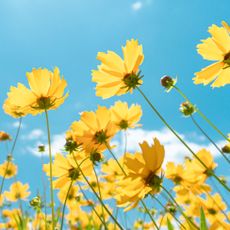 unique yellow flowers against a blue sky