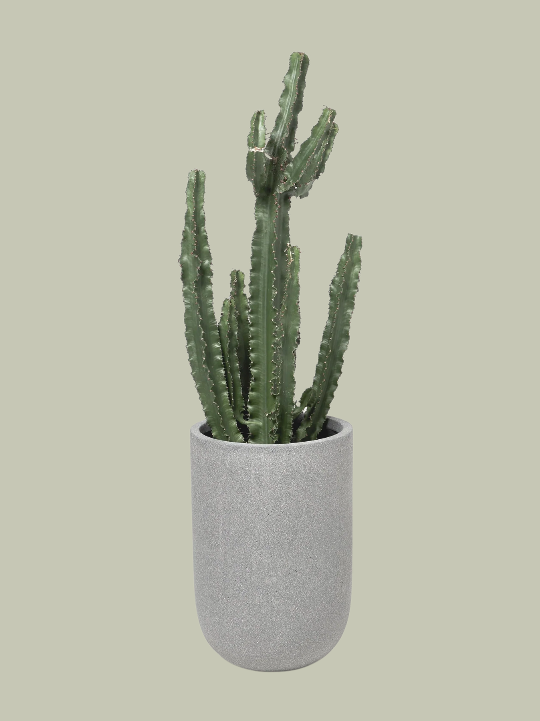 A gray planter with a cactus