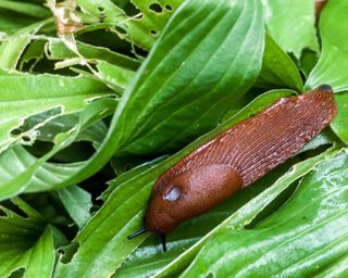 slug on hostas in garden