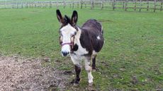 Stuart at the Donkey Sanctuary