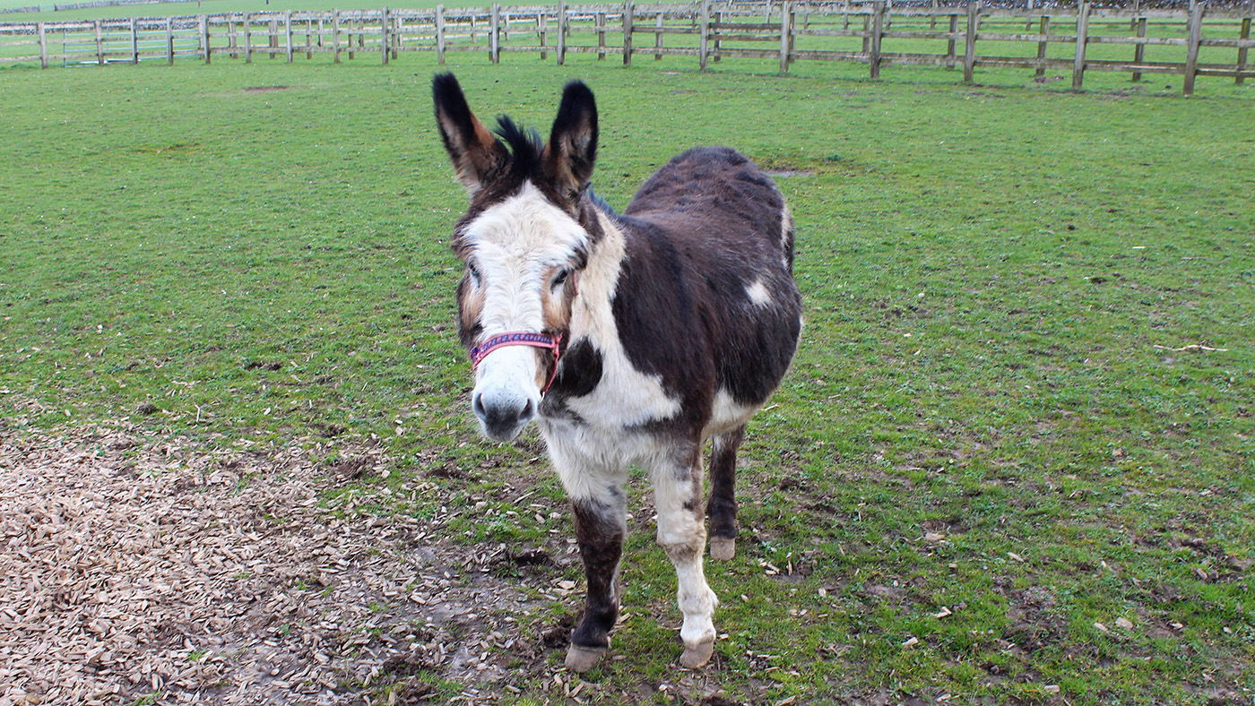 Stuart at the Donkey Sanctuary