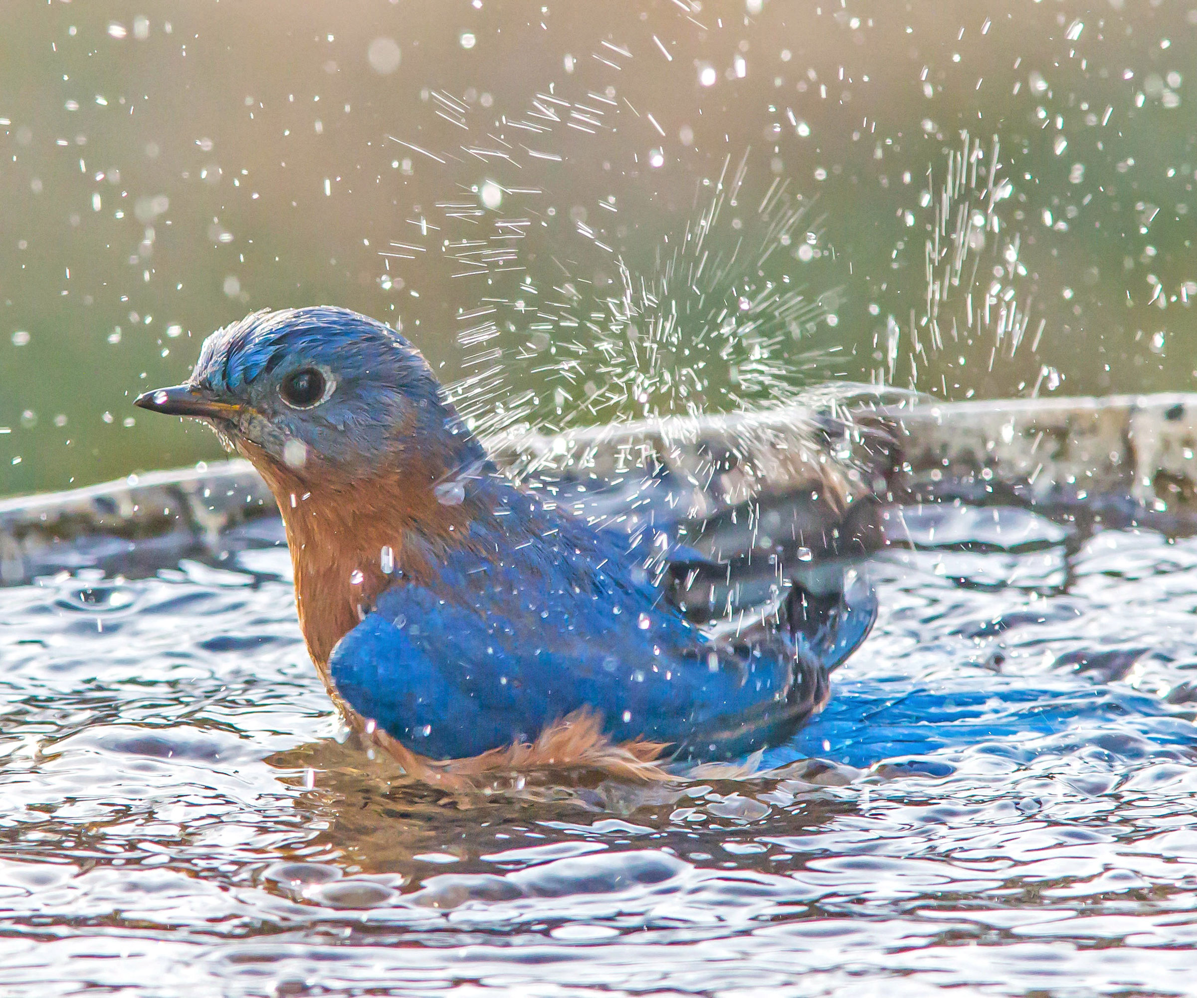 bluebird splashing in bird bath of water