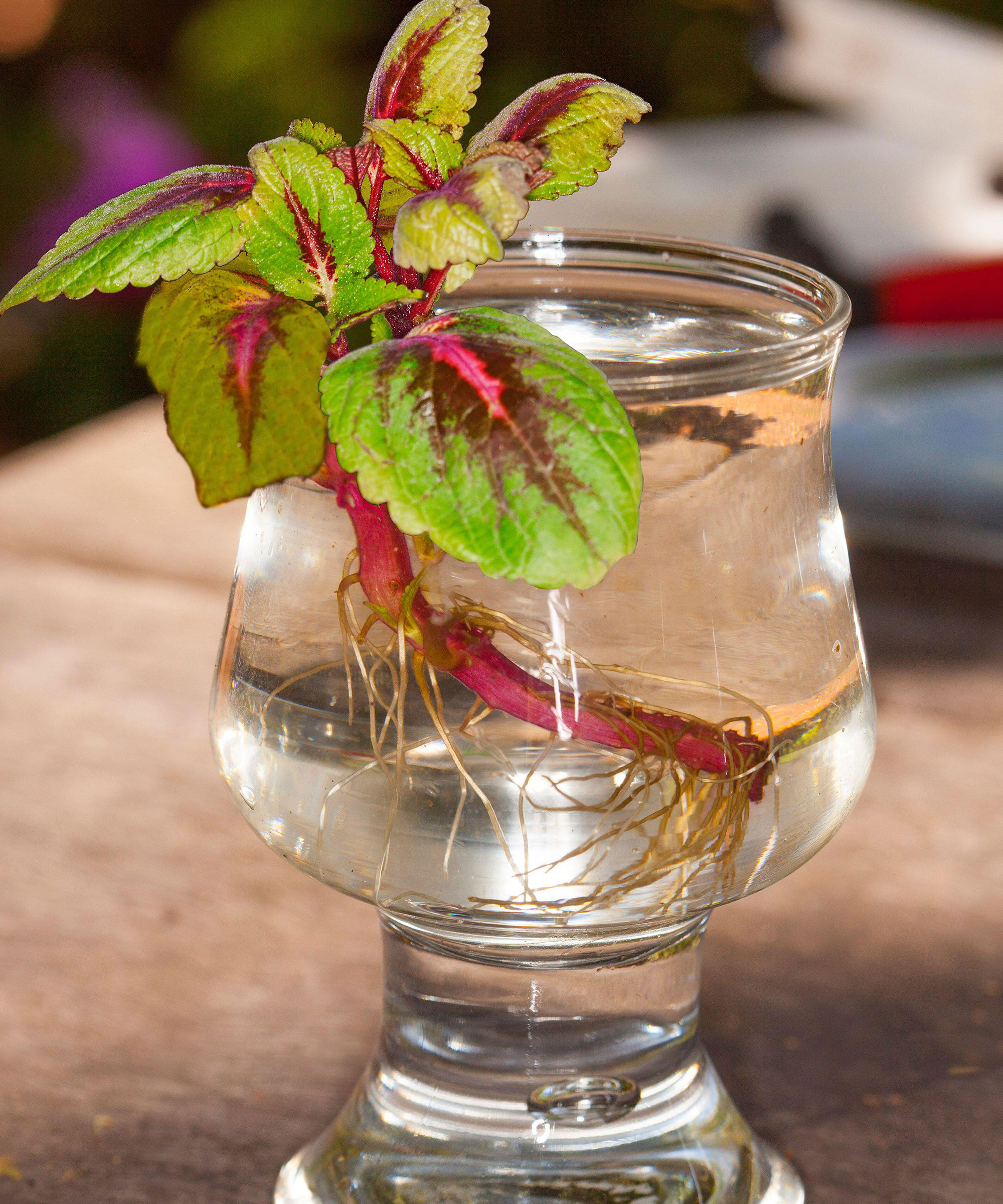 coleus plant cutting in glass of water