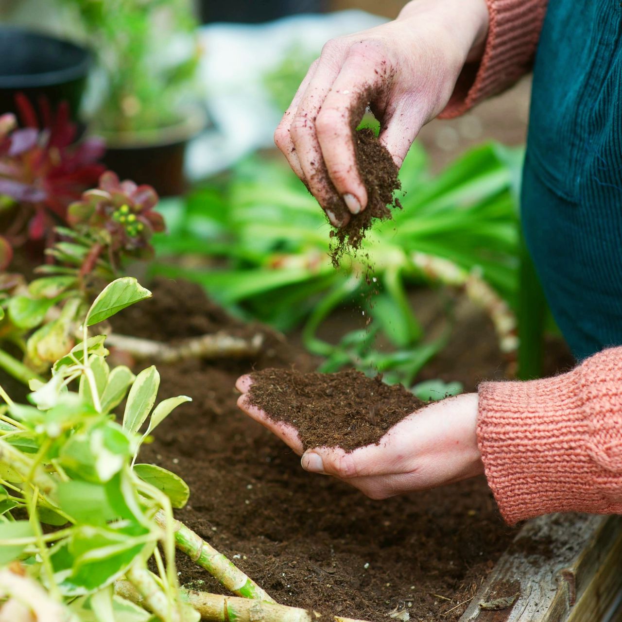 Gardener feels compost