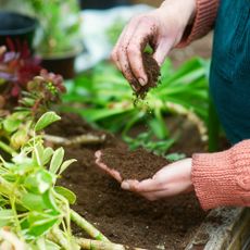 Gardener feels compost