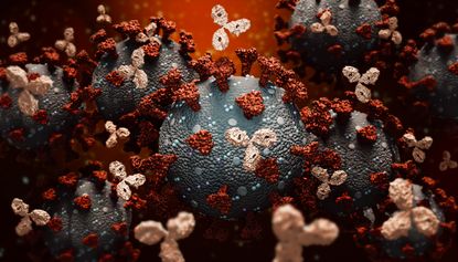 Monoclonal coronavirus antibodies.