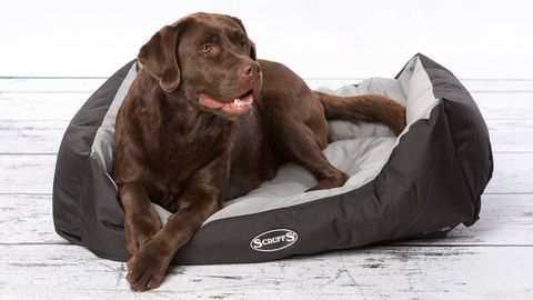 Scruffs Expedition Dog Bed