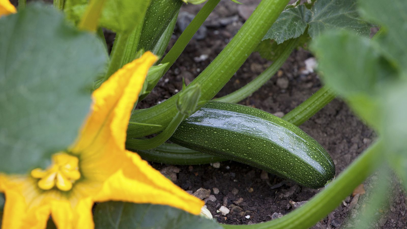 When to plant zucchini to enjoy a plentiful summer harvest Homes