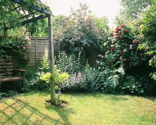 An example of roses used as fence decorating ideas in a lawned garden.