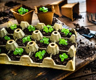 Egg cartons reused as seedling starter trays