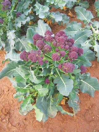 purple sprouting broccoli in a vegetable bed