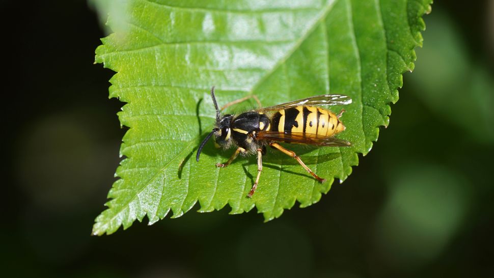 7 things that attract wasps to your yard Tom's Guide