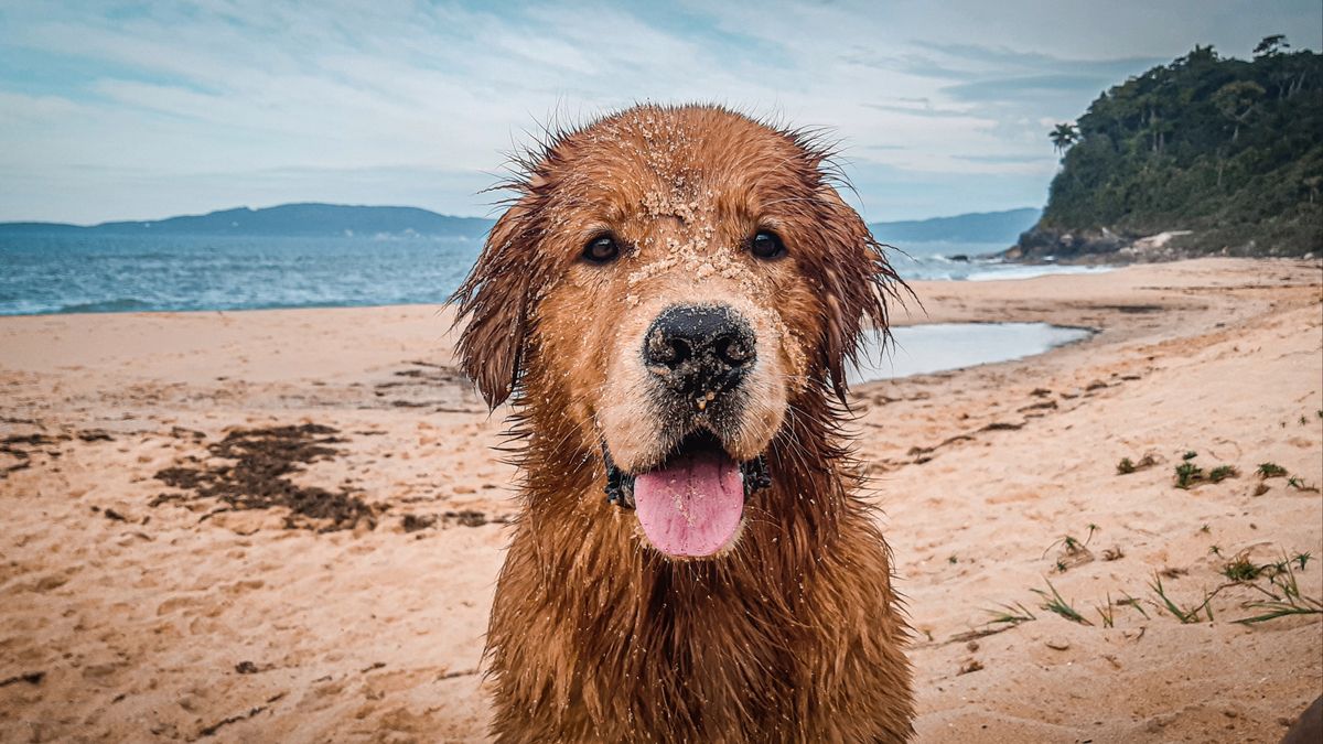 Golden retriever at the beach