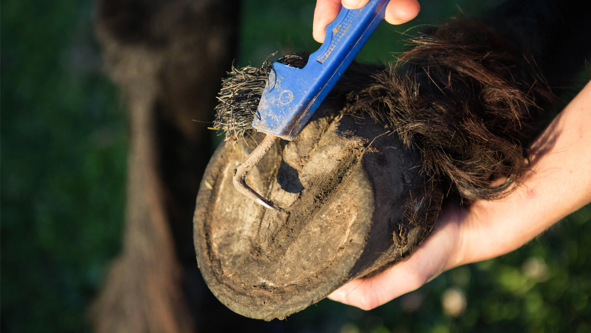 a hand holds up a shoeless hoof, the other holds a blue hoof pick