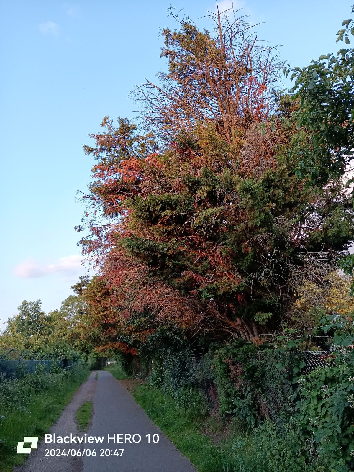 A picture of a tree