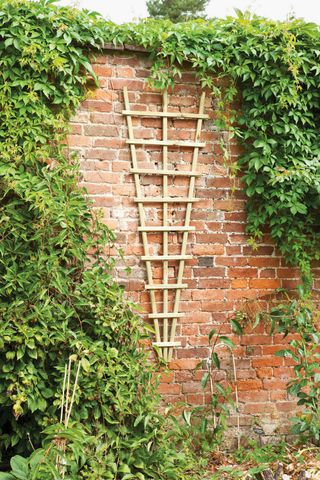 triangular trellis ideas for garden from Homebase