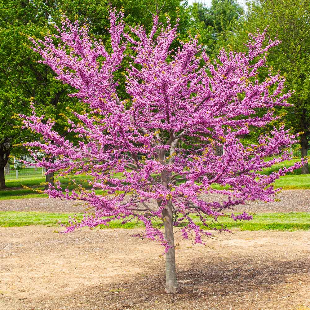 Garden Gems&amp;reg; Emerald Redbud Tree