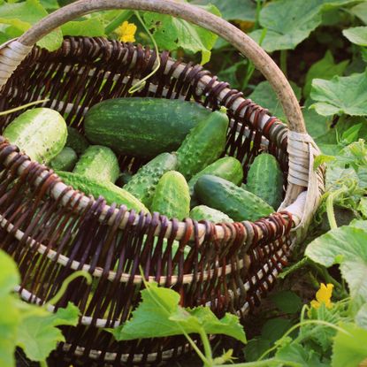 Fresh harvest of cucumbers in a basket. Gardening background with green plants 