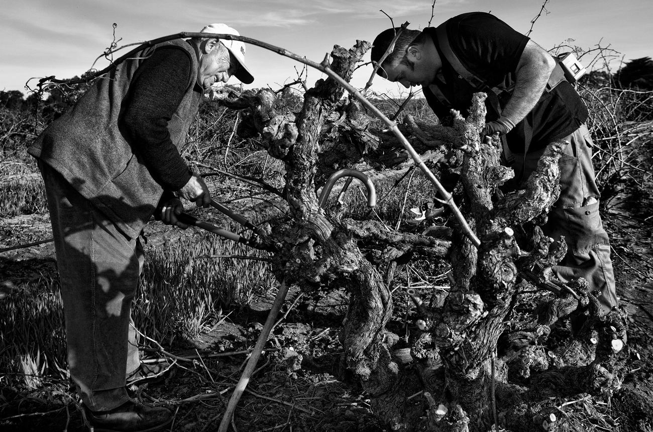 Australia oldest vines - Vince and Marco Cirillo pruning 1850 Grenache vine