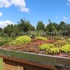 vegetation on a green roof