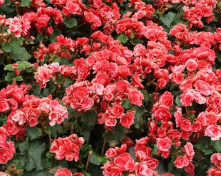 Pink flowers in bush