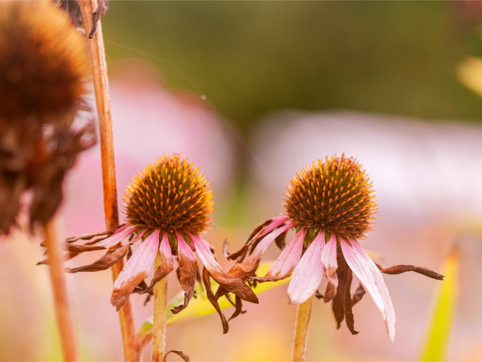 what-perennials-not-to-cut-back-in-the-fall-garden-gardening-know-how