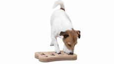 Terrier with dog puzzle toy