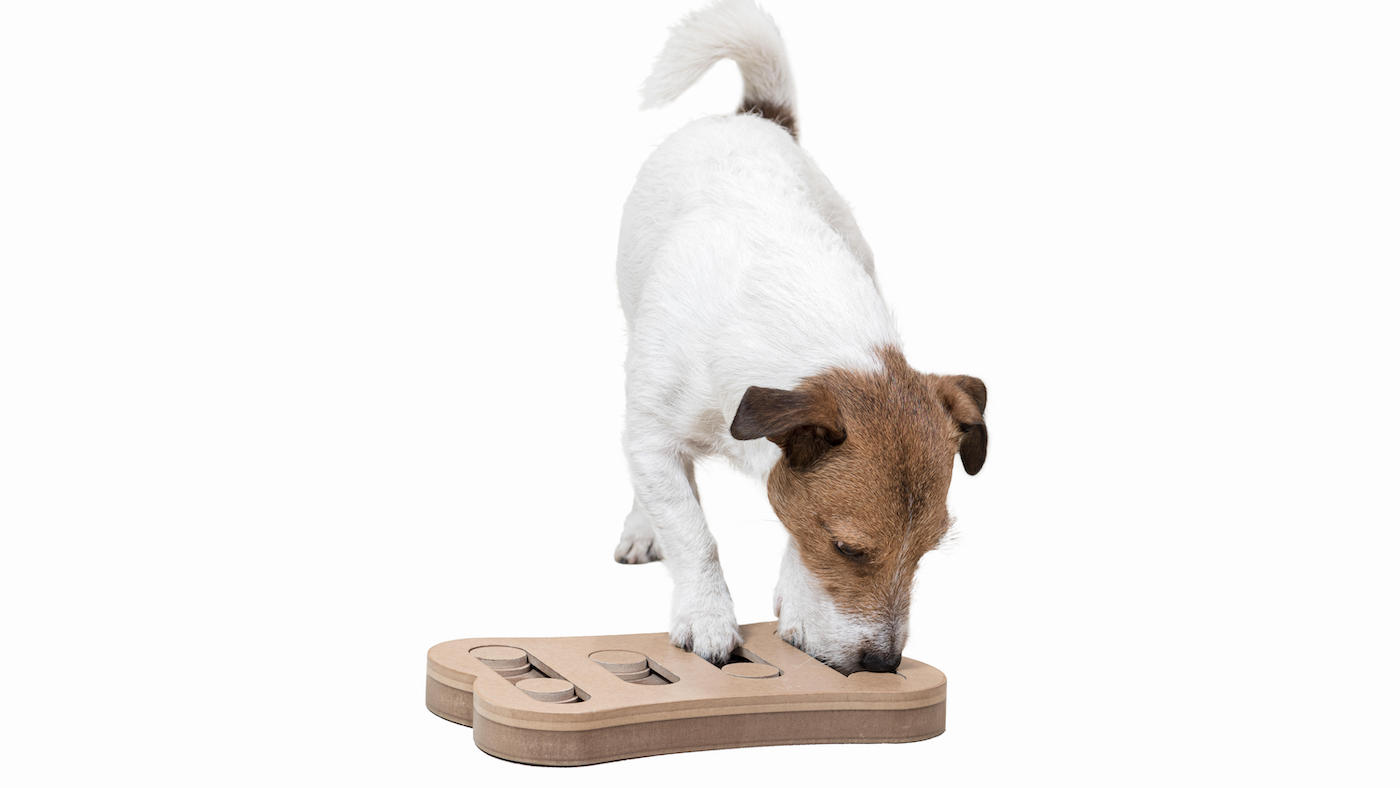 Terrier with dog puzzle toy