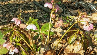 Hellebore flowering in a shady position