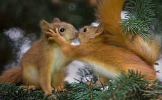 Squirrels kissing
