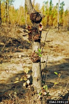 Crown Gall Disease On Tree